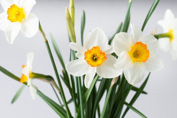 flowers narcissus white green plant greenery beauty