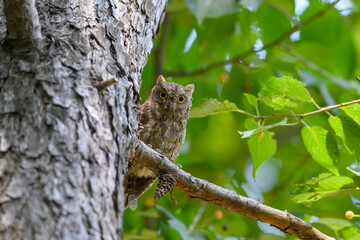 Scops Owl