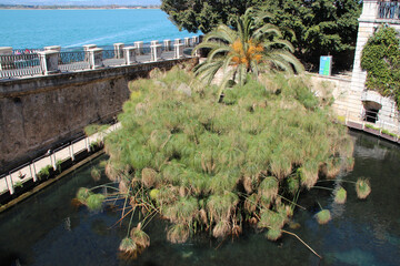 pond with papyrus (fonte aretusa) in syracusa in sicily (italy) 