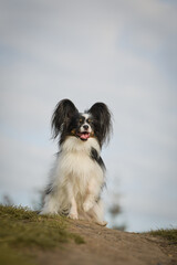 Fototapeta premium Papillon is sitting in the grass. It is autumn portret.
