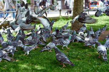 Fototapeta premium A flock of pigeons in the park. Feeding pigeons. Pigeons peck on the lawn.