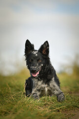 Puppy of mudi is sitting in the grass. She is so adorable and fluffy.