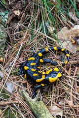 salamander lizard