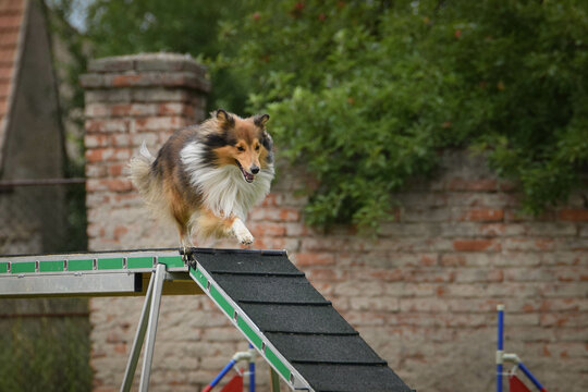 Dog in agility balance beam.  Amazing day on czech agility competition. They are middle expert it means A2.