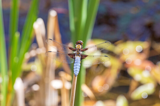 Plattbauch (Libellula depressa), M&auml;nnchen - Libelle