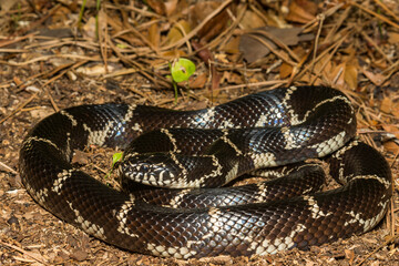 Eastern Kingsnake - Lampropeltis getula