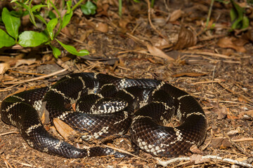 Eastern Kingsnake - Lampropeltis getula