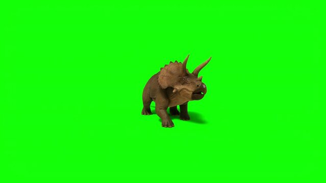 Triceratops, ceratops walking on green screen background. The Jurassic Period, Mesozoic era. 3d rendering