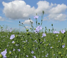 a flax plant with blue flowers closeup in a green flax field n the dutch countryside in springtime and a blue sky with white clouds