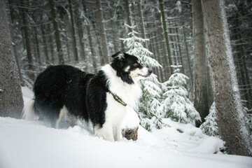 Tricolor border collie is standing in the forest in the snow. He is so fluffy dog.