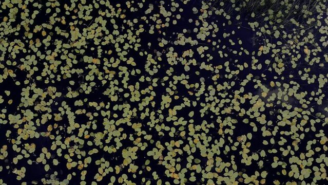 Aerial rotating view of water lilies in black water lake in Sweden