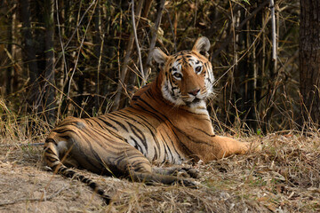 Tigress Maya in Tadoba Tiger Reserve sitting on a bank of water body.