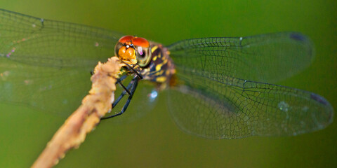 Dragonfly, Tropical Rainforest, Corcovado National Park, Osa Conservation Area, Osa Peninsula, Costa Rica, Central America, America