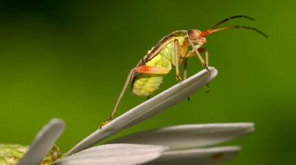Bug, Hemiptera, Sierra de Guadarrama National Park, Segovia, Castilla y León, Spain, Europe
