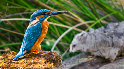 Kingfisher, Alcedo athis,Tajo River, Monfragüe National Park, SPA, ZEPA, Biosphere Reserve, Cáceres Province, Extremadura, Spain, Europe