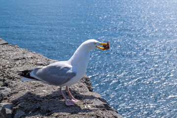 Silbermöwe (Larus argentatus)