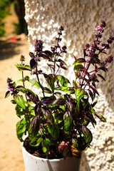 Ocimum Basilicum Purpurascens Nigra plant in bloom under the sun