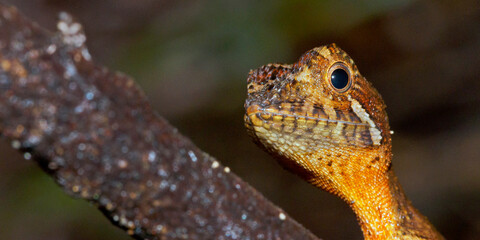 Brown-patched Kangaroo lizard, Wiegmann's Agama, SriLankan Kangaroo Lizard, Otocryptis wiegmanni, Sinharaja National Park Rain Forest, UNESCO World Heritage Site Biosphere Reserve, Sri Lanka, Asia