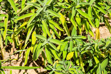 Beautiful Salvia Officinalis leaves texture