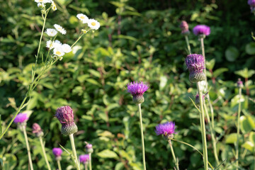 Fototapeta na wymiar Thistles blooming in a field 3