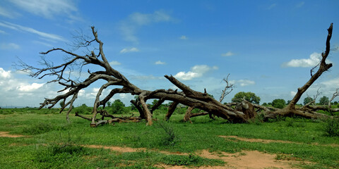 Beautiful forest sky background.