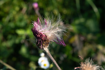 A thistle flower changing to fluff 3