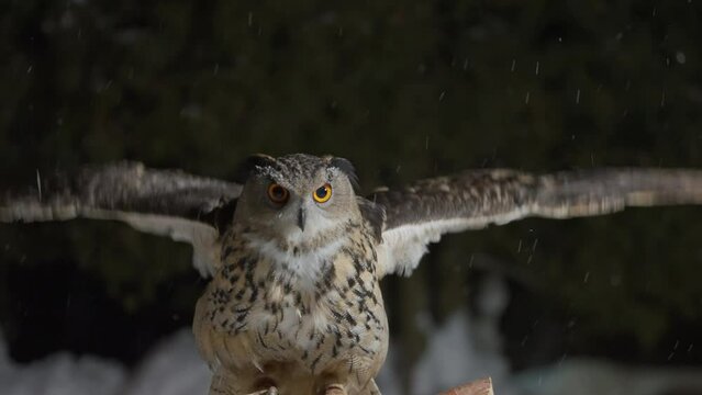 Slow motion of big eurasian great horned eagle owl on leash flapping extended wings, flying, landing from flight, perching, balancing on branch pole, turning head back, snow falling in winter night.