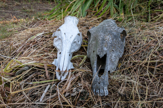The gray and white skull of the horses lie on the hay. Close-up.