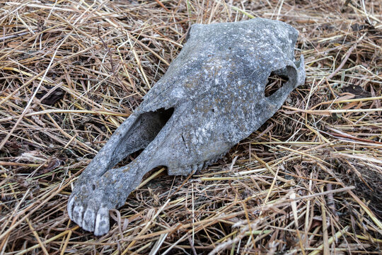 The gray skull of an old horse lies on hay. Side view. Close-up.