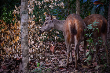 deer in the woods
