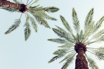 Palm trees against sky. retro style image. travel, summer, vacation and tropical beach concept.
