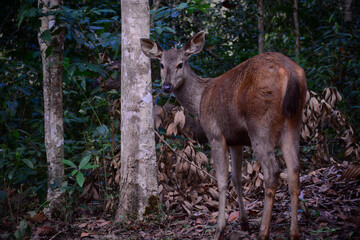 deer in the woods