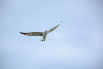 osprey in flight