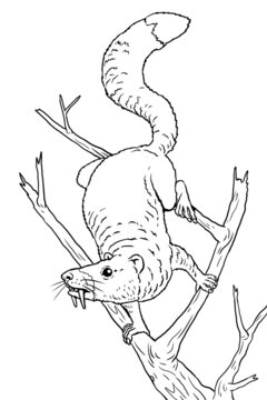Prehistoric animals - sabertooth squirrel. Drawing with extinct mammals. Silhouette drawing for coloring book.