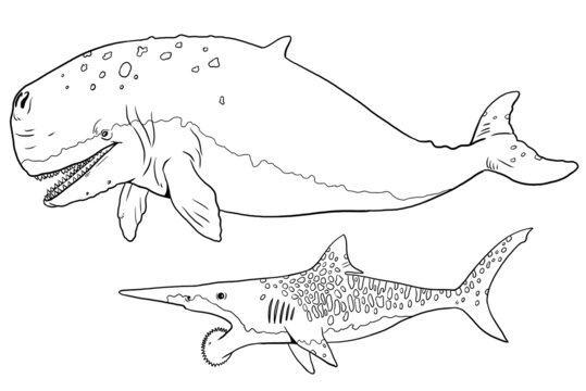 Prehistoric whale Livyatan and shark Helicoprion. Silhouette illustration with extinct animals. Template for coloring book.