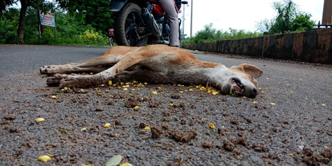 Indian Street dogs accident.