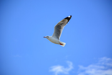 seagull in flight