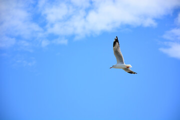 seagull in flight