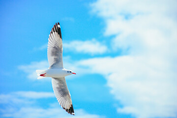 seagull in flight