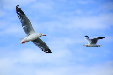 Obraz premium seagull in flight