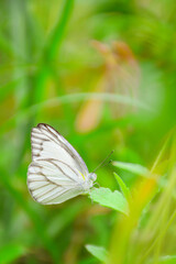 butterfly on a flower