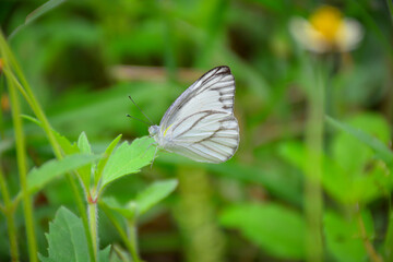 butterfly on a grass