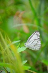 white butterfly on a flower