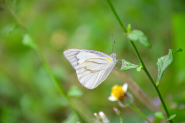 Fototapeta premium butterfly on a flower