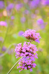Obraz premium flowers in the garden