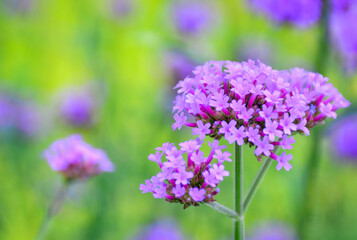 Obraz premium flowers in the field