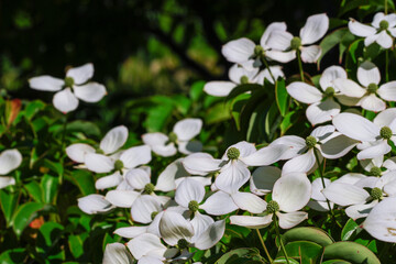 青空とヤマボウシ