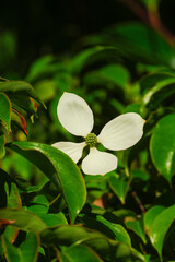 ヤマボウシの白い花に見える部分は葉っぱ。