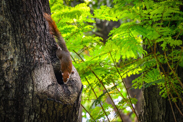 squirrel on tree