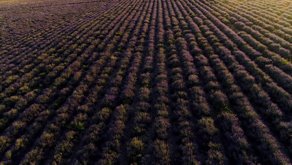 Top view of beautiful rows of lavender field. Shot. Purple lavender bushes in farmer's field. Beautiful and healing lavender plants